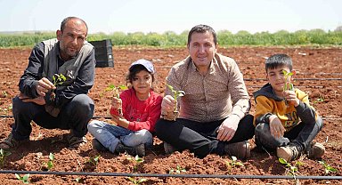 Kilis'te biber fideleri çocukların elleriyle toprakla buluştu