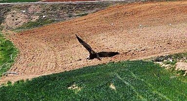 Kırıkkale'de ortaya çıktı, "dron" ile görüntülendi: Kızıl tuygun çiftçilerin dostu oldu