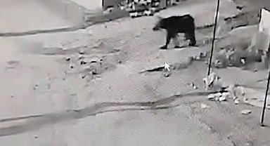 Kış uykusundan uyanan ayı köye indi