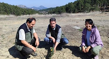 Kömür Ocağı Bal Ormanı, 'örnek bal ormanı' haline geldi
