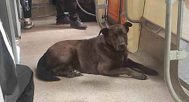 Köpeğin tramvayla seyahati ilgi çekti