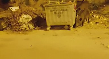 Köpek gibi çöp karıştıran yaban domuzlarından şehir turu