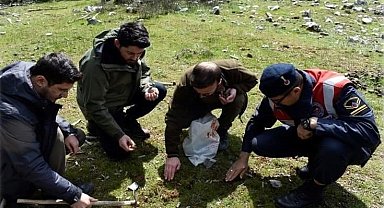 Koruma altındaki salep soğanlarını söken 2 kişiye 488 bin TL ceza