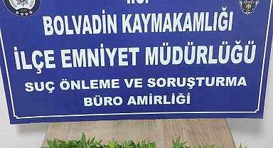 Kova içerisine ekili vaziyette 119 kök Hint keneviri ele geçirildi