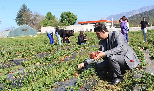 Köyceğiz'de öğrenciler çilek hasadı yaptı