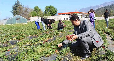 Köyceğiz'de öğrenciler çilek hasadı yaptı