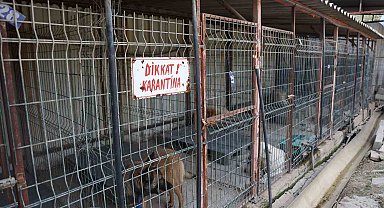 Kuduz vakasının görüldüğü bölgeden toplanan 12 köpeğin barınaktaki tedavi süreci devam ediyor