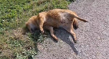 Kümeslere dadanan çakala otomobil çarptı