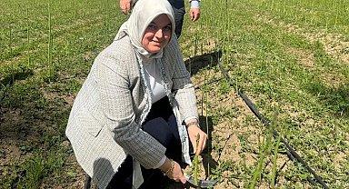 Kuşkonmaz hasadı başladı