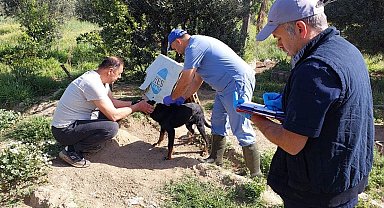 Kuyucak'ta kedi ve köpeklere kuduz aşısı yapıldı
