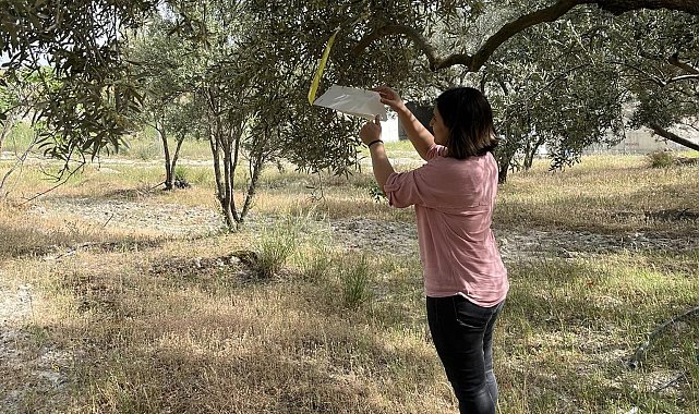Kuyucak'ta zeytin güvesi uyarısı