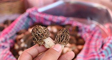 Kuzugöbeği Mantarı 1500 TL'den satıldı