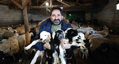 Mağduriyet yaşamamak için kuzu ve oğlakların küpelerini ve aşılarını mutlaka yaptırın