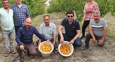 Mersin'de açık alanda kayısı hasadı başladı