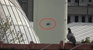 Minarede asılı kalan güvercini itfaiye kurtardı