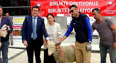 Muğla'da 75 adet koç ve 625 kilogram yerfıstığı üreticilere dağıtıldı