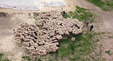 Öğretmenliği bıraktı, köyüne dönüp koyun yetiştiriciliğine başladı