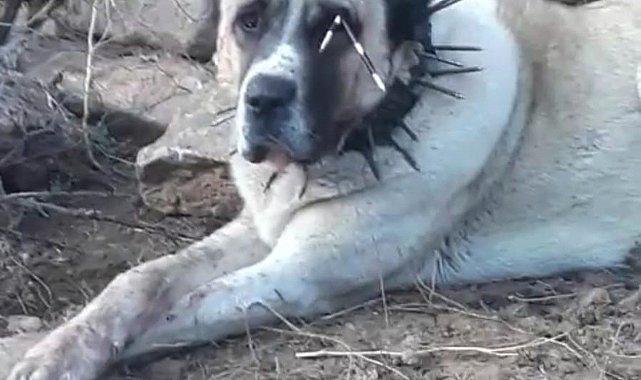 Oklu kirpinin fırlattığı ok gözüne isabet eden köpek kör oldu, 2 köpek yaralandı