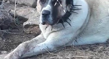 Oklu kirpinin fırlattığı ok gözüne isabet eden köpek kör oldu, 2 köpek yaralandı
