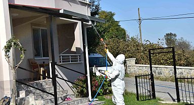 Ordu'da kahverengi kokarca ile mücadele sürüyor: 40 bin noktada ilaçlama yapıldı