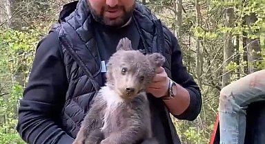Ormandan şehre inen yavru ayı maskot oldu
