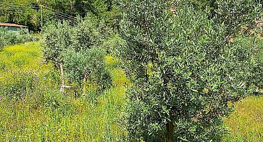 Ortaca'da zeytin bahçelerinde zararlılar tespit edildi