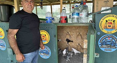 Pendik'te 11 bin Euro fiyatındaki güvercini çelik kulübelerde besliyor