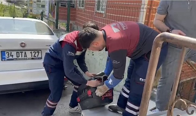 Pendik'te yaralı halde bulunan atmaca tedavi edildi