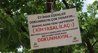 "Babam çekirdeğinden büyüttü" dediği ağaca öyle bir not astı ki gören 2 kez düşündü
