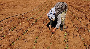 Salihli'de tütün dikimi başladı