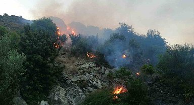 Samandağ'da zeytinlik alanda yangın çıktı