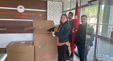 Samsun'da 'kahverengi kokarca' ile mücadele: 250 tuzak dağıtıldı