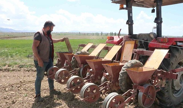 Sandıklı'da bu yıl şeker pancarında 170 bin ton rekolte bekleniyor