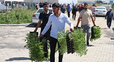 Şanlıurfa'da çiftçilere 2 milyon sebze fidesi dağıtıldı
