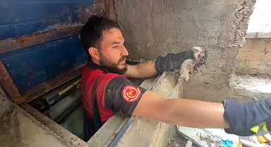 Şanlıurfa'da su kuyusuna düşen yavru kedi kurtarıldı