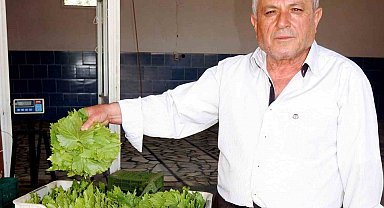 Sarıgöl'de taze bağ yaprağı alımları devam ediyor