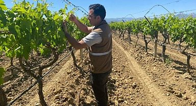 Sarıgöl'de üzüm üreticilerine feromon teli ve kapsül hatırlatması