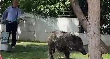 Şehre inen domuz sürüsünü hortumla serinletti