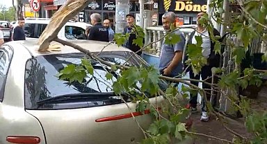 Şiddetli rüzgara dayanamayan ağaç otomobilin üzerine düştü