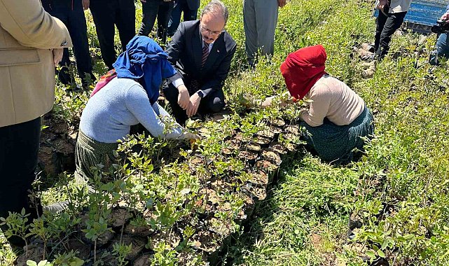 Siirt'te 125 bin adet fıstık fidanı törenle dağıtıldı