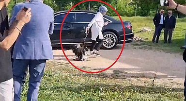 Sinop'ta ilginç olay: Valinin doğaya saldığı kartal kadına saldırdı