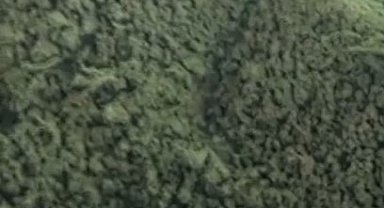 Sinop'ta kuzey şeritli semenderi görüntülendi