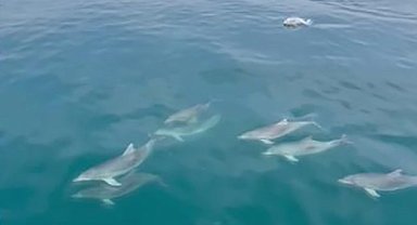 Sinop'ta yunusların dansı görsel şölen oluşturdu