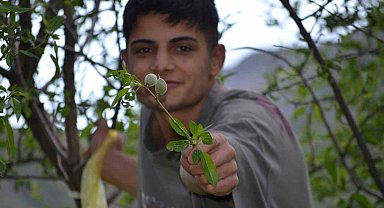 Şırnak'ta bir grup genç 20 kilometre katederek çağla topladı