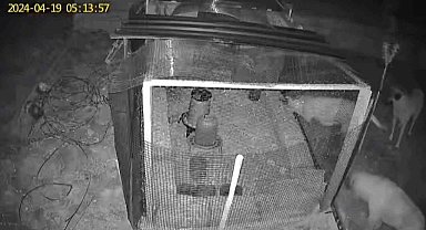 Sokak köpekleri 31 tavuğu telef etti