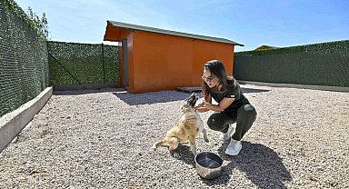 Sokak köpeklerinin özel yaşam alanı