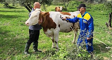 Söke'de büyükbaş hayvanların aşılanması devam ediyor
