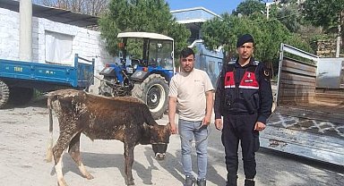Söke'de hayvan hırsızları yakalandı