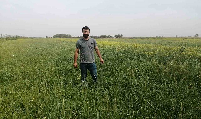 Söke'de yem bitkileri desteği kapsamında tarla kontrolleri gerçekleştirildi