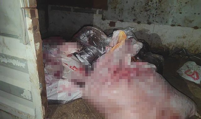 Sultangazi'de at eti baskını: Kamyonetten at eti çıktı, ahırda ise 3 at bulundu